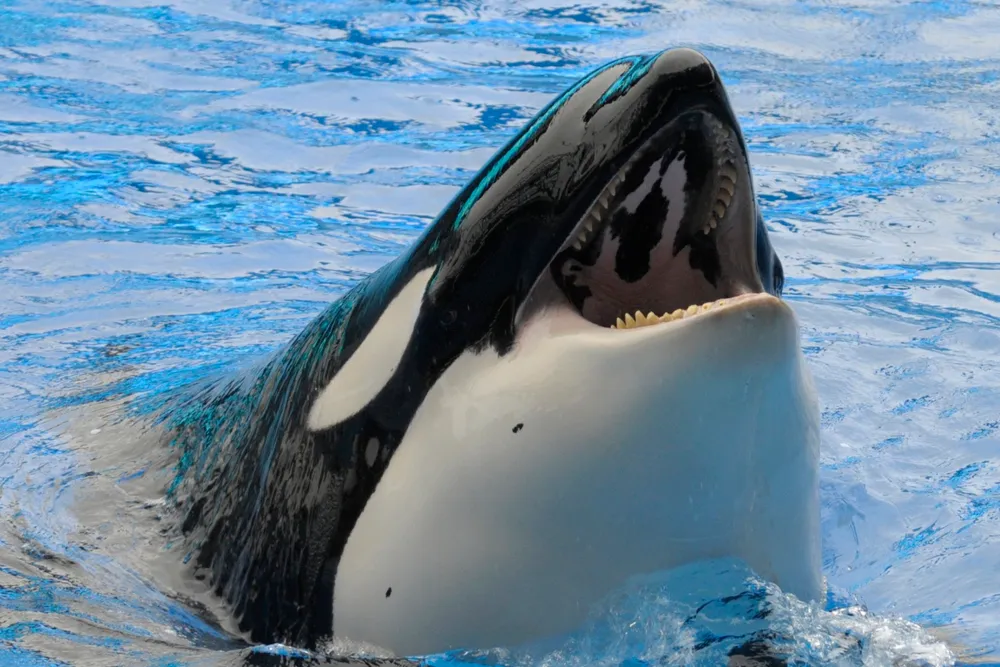 Orca: The re-named Monitor Energy will hold 20% of the Texas project.