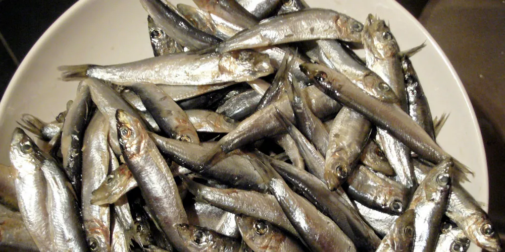 Whitebait is the juveniles of several different species of oily fish and is popular in the UK and New Zealand.