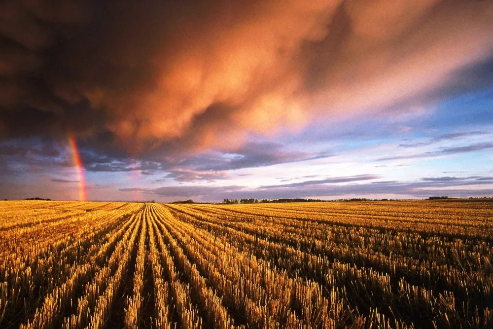 Ripe for harvest: Saskatchewan fields