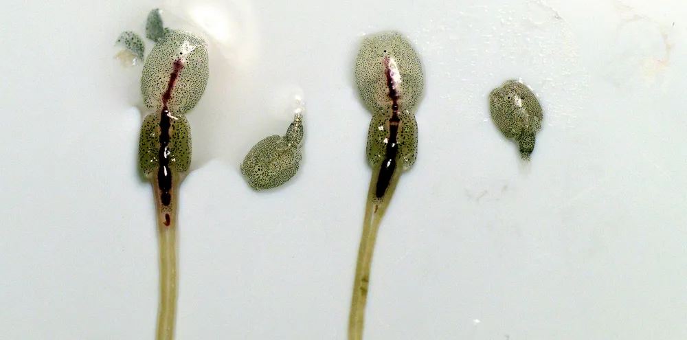 Sea lice are a high-cost pest in most salmon farming operations the world over.