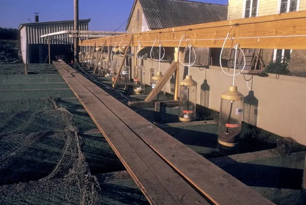 Egeland settefisk på Jæren, 1974. Olav Egeland var en stor settefiskprodusent i sin tid. På bildet ser vi en lang rekke med betongkummer, med små fôringsautomater hengende over hver. Tvers over kummene er det bygd gangbane. I bakgrunnen sees bygningene på klekkeriet. Til venstre i bildet ligger et nett som de dekker kummene med, for å holde fuglene unna.