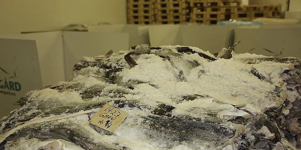 Om lag 400 - 500 tonn saltfisk skal produseres ukentlig på Ballstad til markeder i blant annet Spania og Portugal løpet av vinteren og våren. Foto: Terje Jensen
