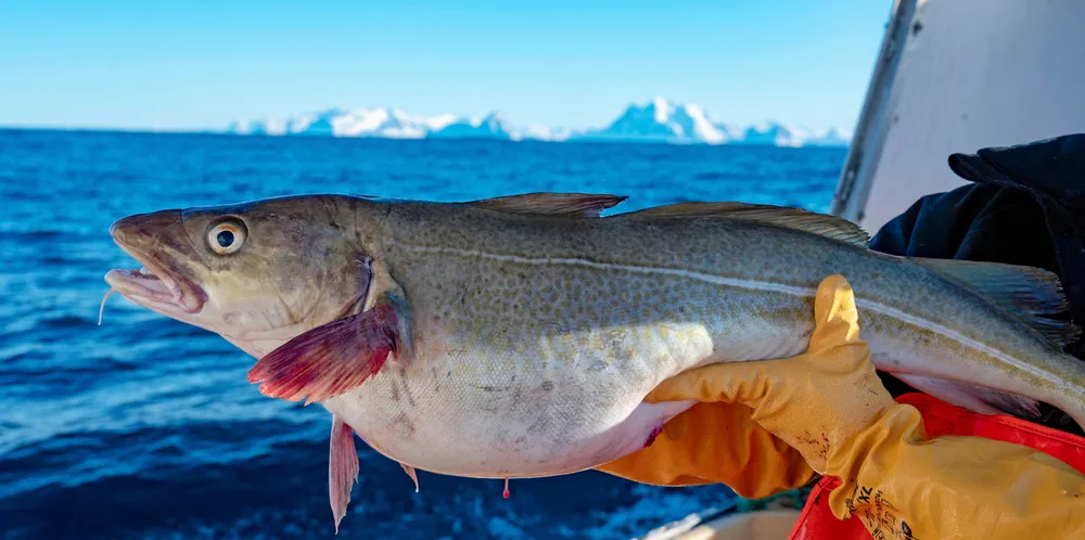 Etter at uværet roet seg, har skreifangstene begynt å ta seg opp. Nå rapporteres det om fine fangster både utenfor Senja og Vesterålen.