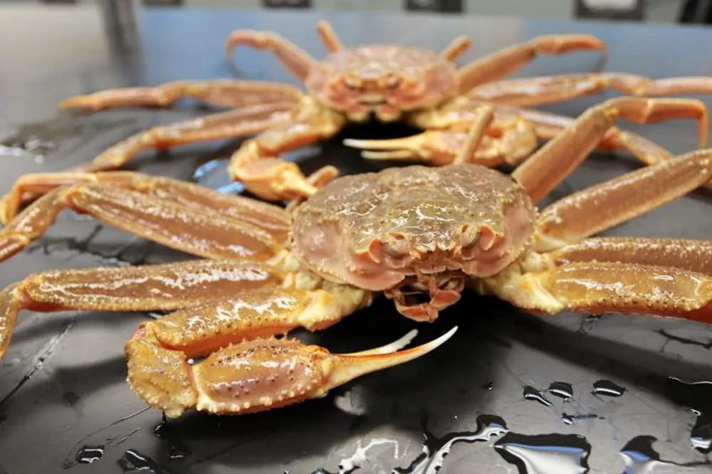 China has approved live snow crab imports from Norway.