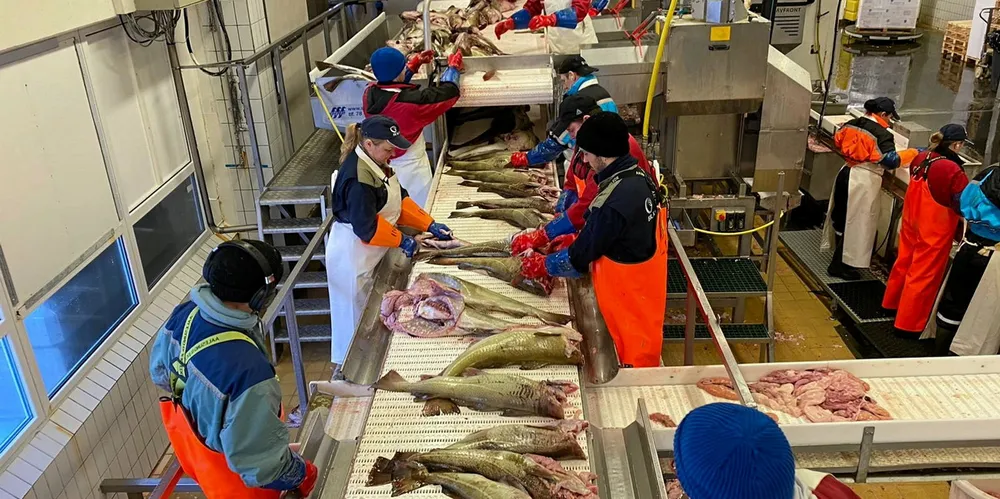 Skreiproduksjon hos Brødrene Karlsen på Husøy. Industripolitikken må utvikles i retning av færre og større selskaper. Det kan sikre mer helårig drift, mener Fiskeribladet.