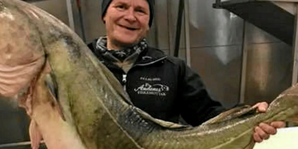 SVÆRING: Daglig leder ved Andenes Fiskemottak Leif Kvivesen holder opp en skrei på 40 kilo levert til fiskemottaket i 2017. Det året meldte fiskerne om enorme mengder stor skrei.
