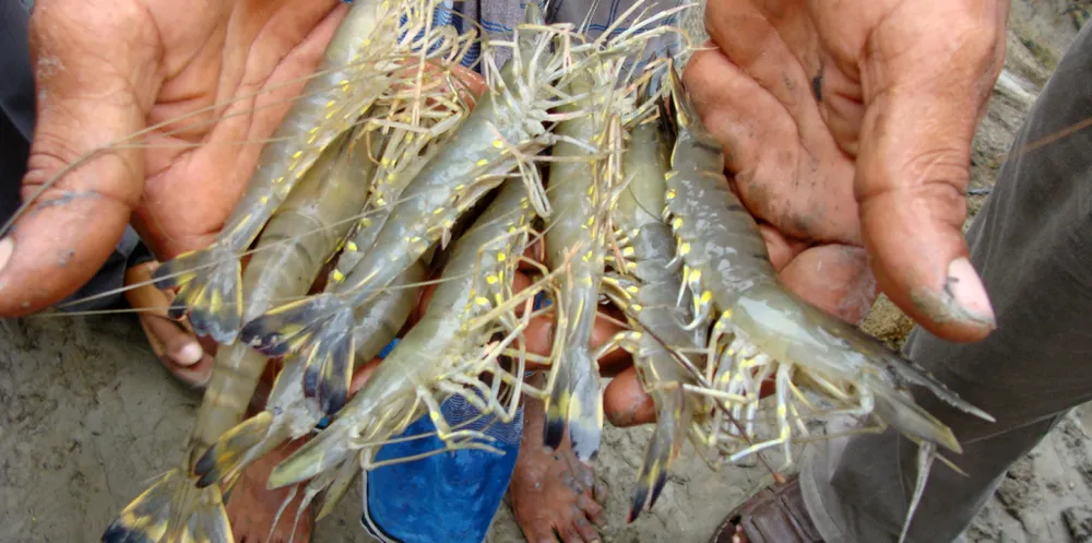 Within the next three years, Bangladesh hopes to produce 85,000 metric tons of black tigers; 62,000 metric tons of fresh water scampi; 30,000 metric tons of vannamei and 15,000 metric tons of wild catch.