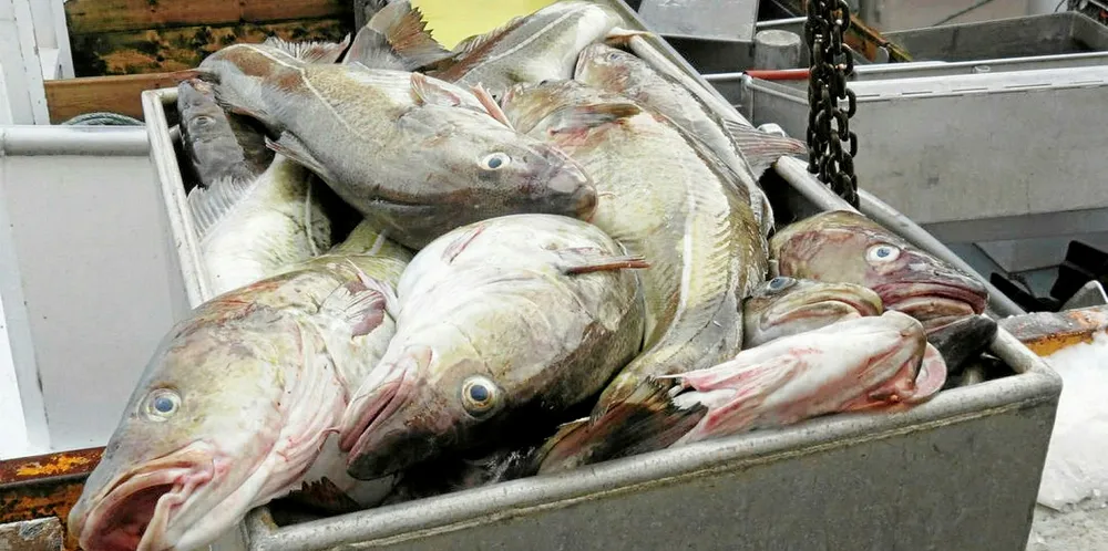 The Barents Sea cod is going up.