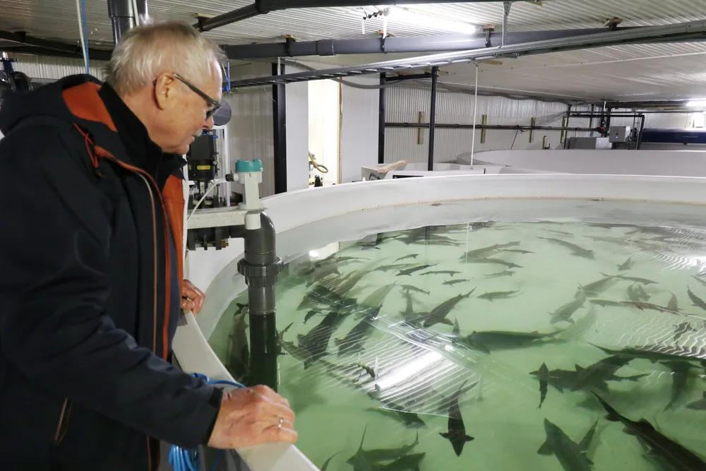 Anker Bergli, Polarfisk, stør, oppdrett