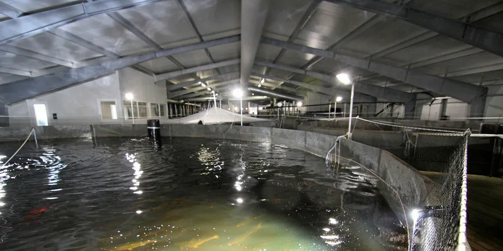 Land-based salmon farms are too risky for some insurers.
