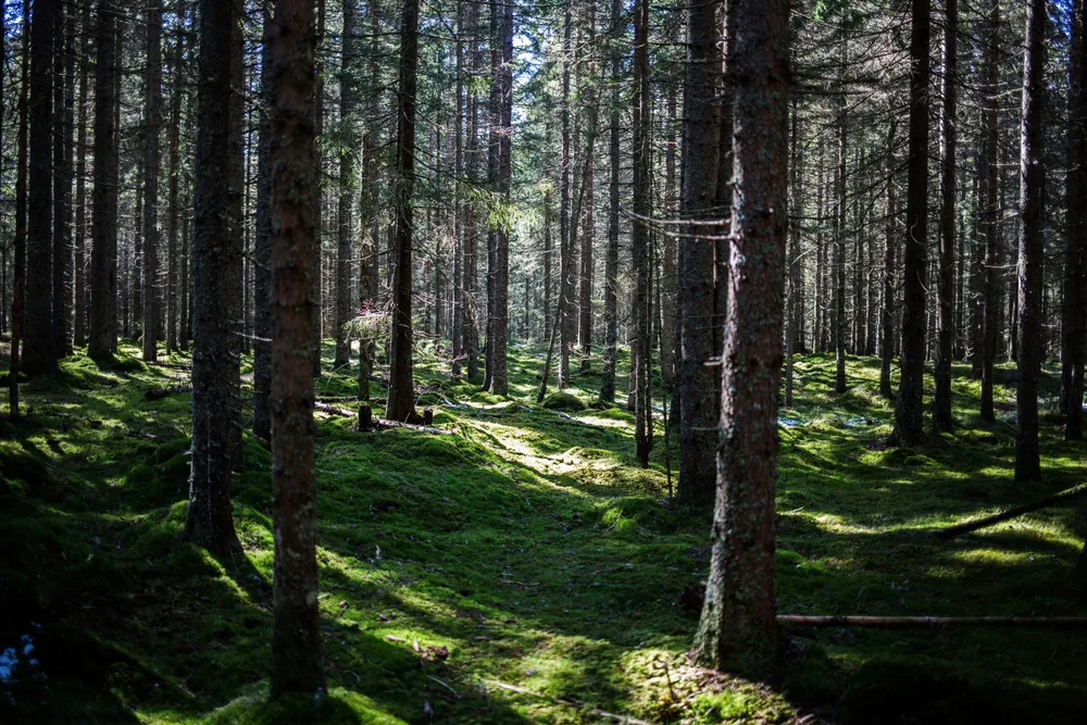 Vi må erkjenne de evigvarende verdiene naturen og et levelig klima representerer og ta et oppgjør med kortsiktighetens tyranni, skriver artikkelforfatterne.