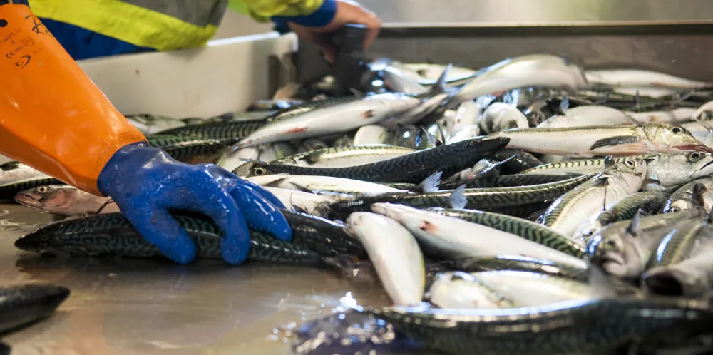 Polen, Egypt og Litauen var de viktigste markedene for norsk sild i første halvår.
