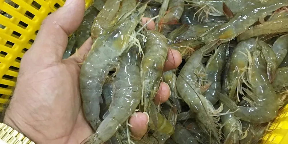 EU markets have been sucking in more shrimp.