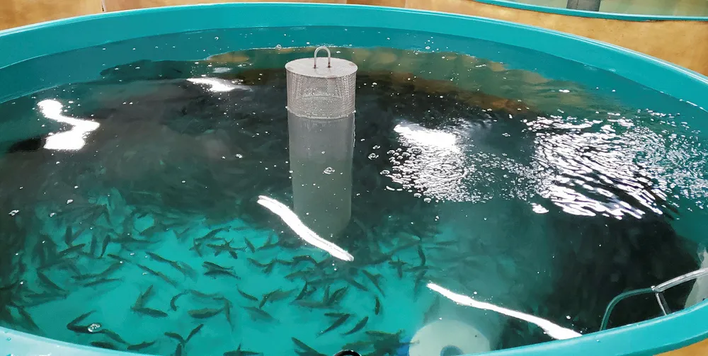 AquaBounty has enough cash to keep it running until June 2020.