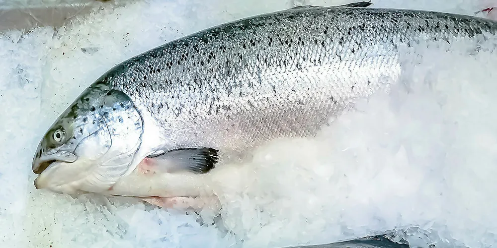 Where next for land-based salmon farming?
