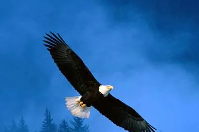 American Eagle: The merged company will retain the American Eagle name once the deal is completed in early December