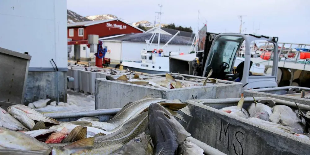 ØKTE KVOTER: Alle fartøygrupper får økte torsk- og hysekvoter etter at departementet har tilbakeført tredjelandskvantum.Foto: Silje Helene Nilsen