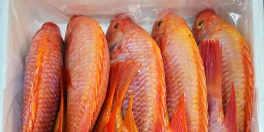 Pezco tilapia.