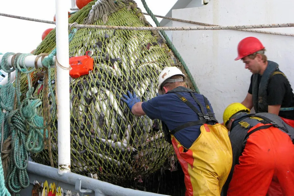 The MSC will end its certification of North Sea saithe fisheries as of June 30.