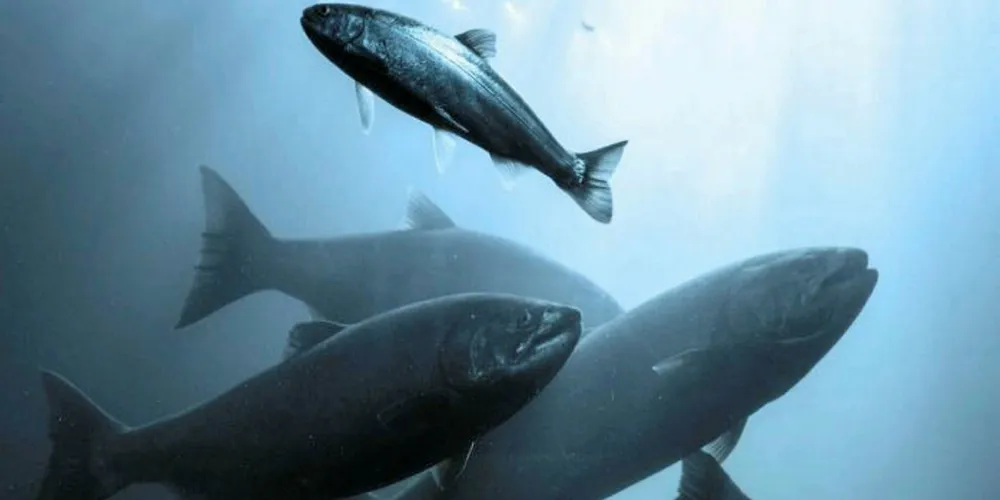 Whole Oceans, land-based salmon farming in Maine.