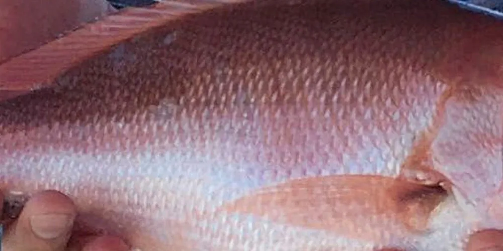 Mexican red snapper farmer forecasts strong export led growth. Earth Ocean Farms, Mexico.
