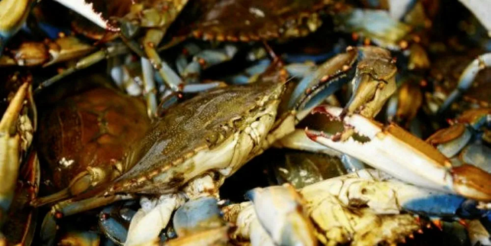The owner of a Virginia seafood business was sentenced to nearly four years in prison