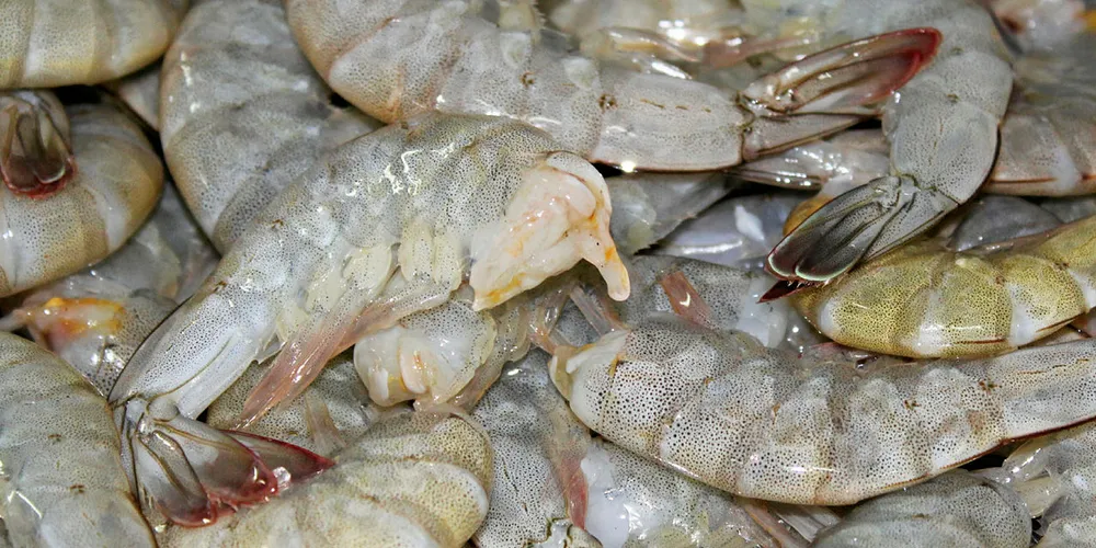 New Year: Fresh start for Ecuadorian shrimp?
