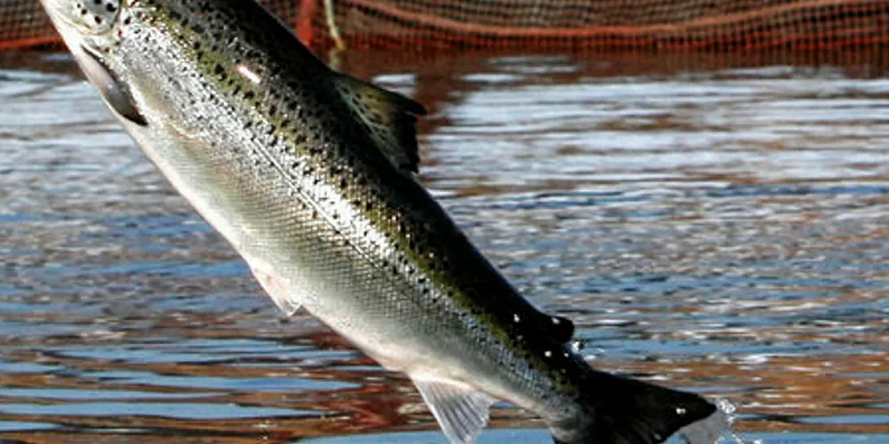 10,000 Atlantic salmon escaped in southern Norway.