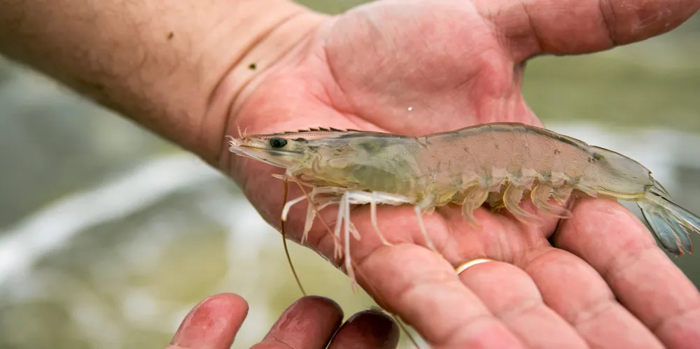 Mexico is an important market for Honduran shrimp exports.