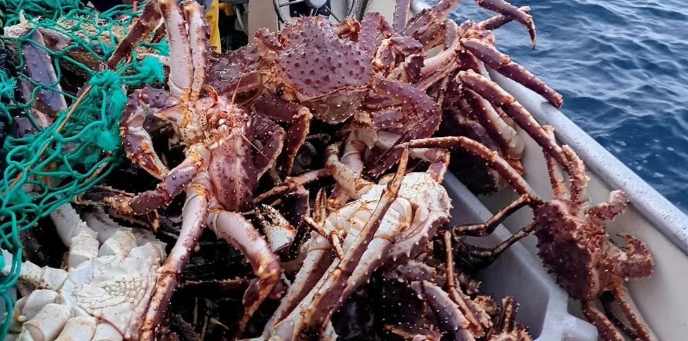 Kongekrabbefisket er i søkelyset for mulig misbruk av ordninga med 20 prosent kompensasjon for utilsiktet bifangst.
