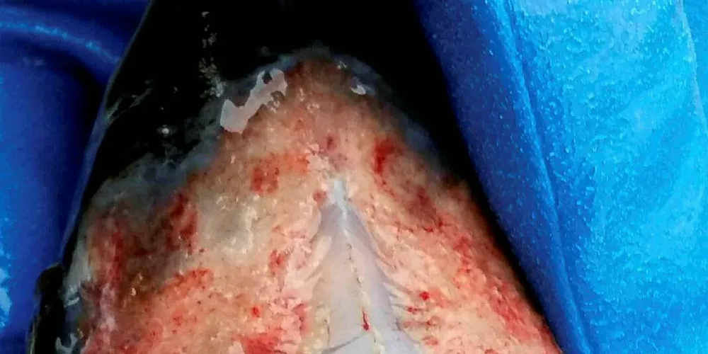 LUSEANGREP: Måsøval Fiskeoppdrett fikk flengende kritikk av Mattilsynet i vedtaket om redusert biomasse ved Fjølværet utenfor Frøya. Nå er selskapet også ilagt bot for hendelsen.Foto: Mattilsynet