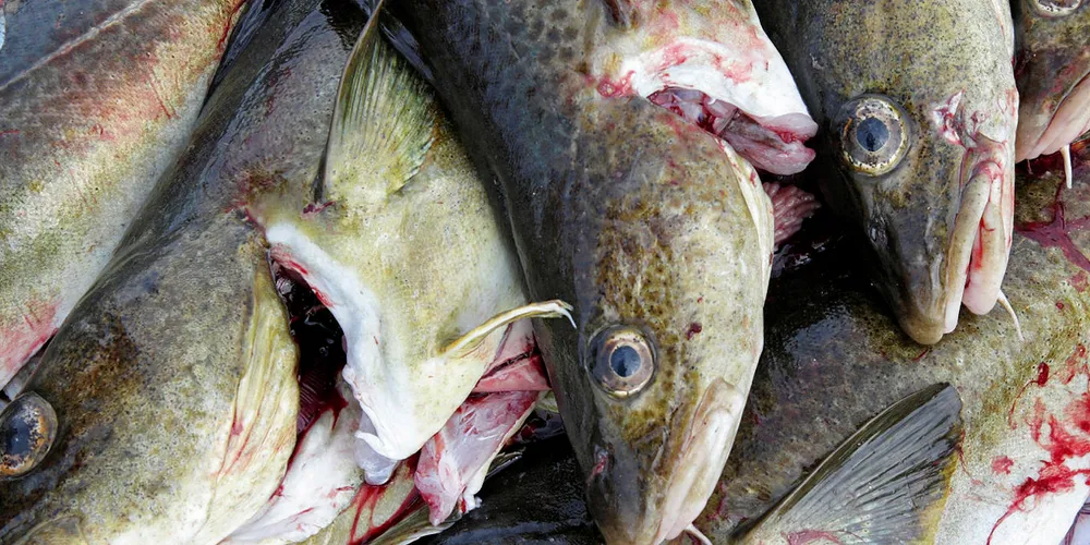 North Sea cod.