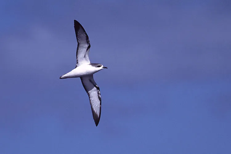 On the move: Petrel will focus on its US projects in future.