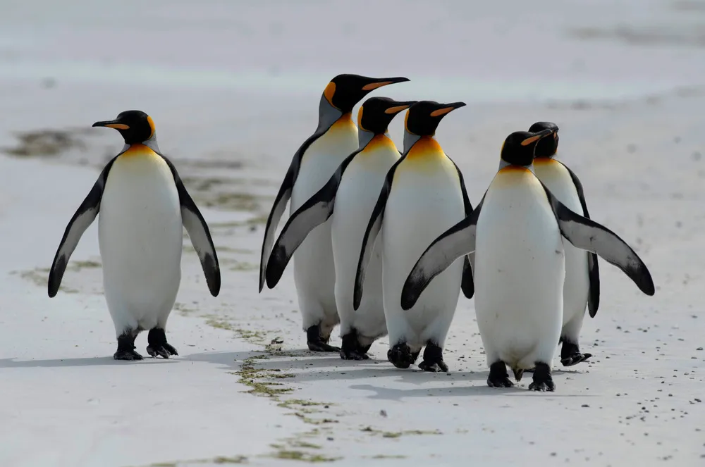 King penguins on the move in the Falkland Islands