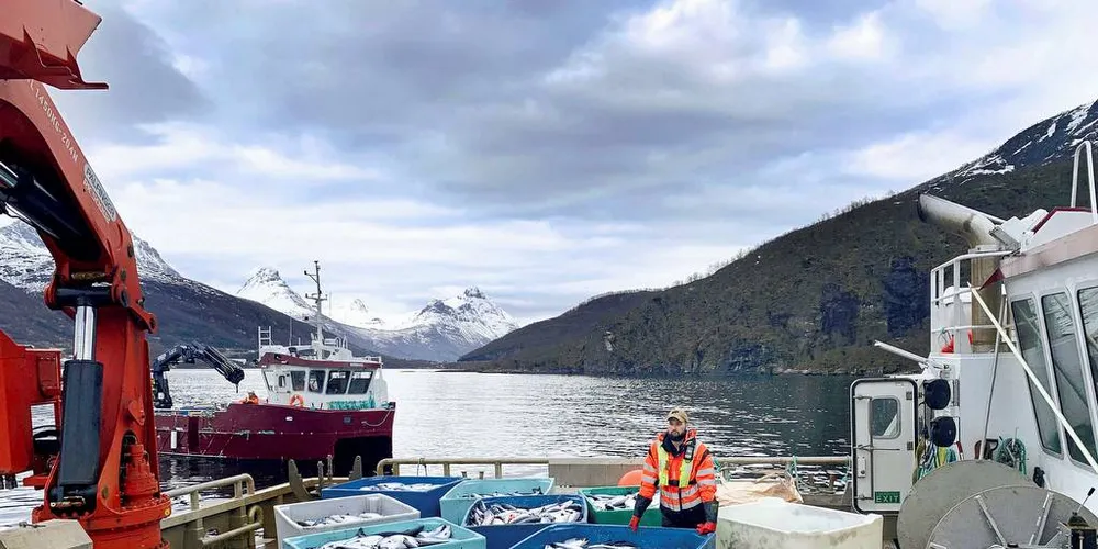 MIDT I KRISEN: Kasse på kasse med død laks ble heist opp på kaia på landbasen til Northern Lights Salmon i Balteskard i Sør-Troms, etter at dødelige alger tok livet av flere hundre tusen laks.Arkivfoto: Northern Lights Salmon AS