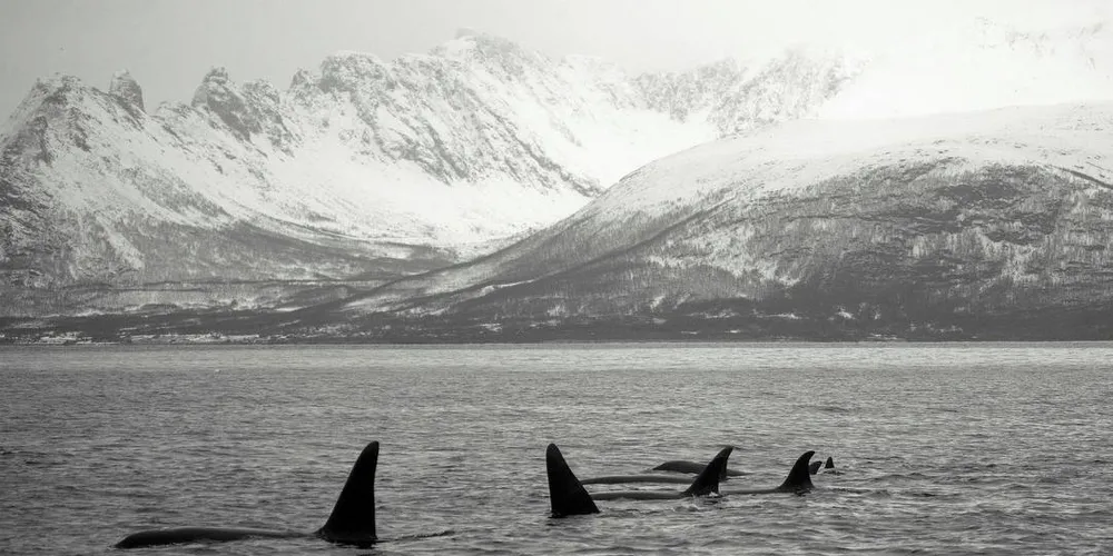 HVALSAFARI: Spekkhuggere fotografert nær Skjervøy. Foto: Patrick Dykstra/Picture Adventure