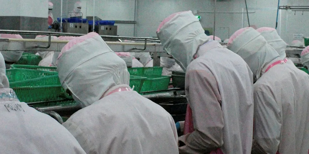 The Thai processing sector used to be home to 100 companies with 600,000 metric tons of raw material at their disposal.