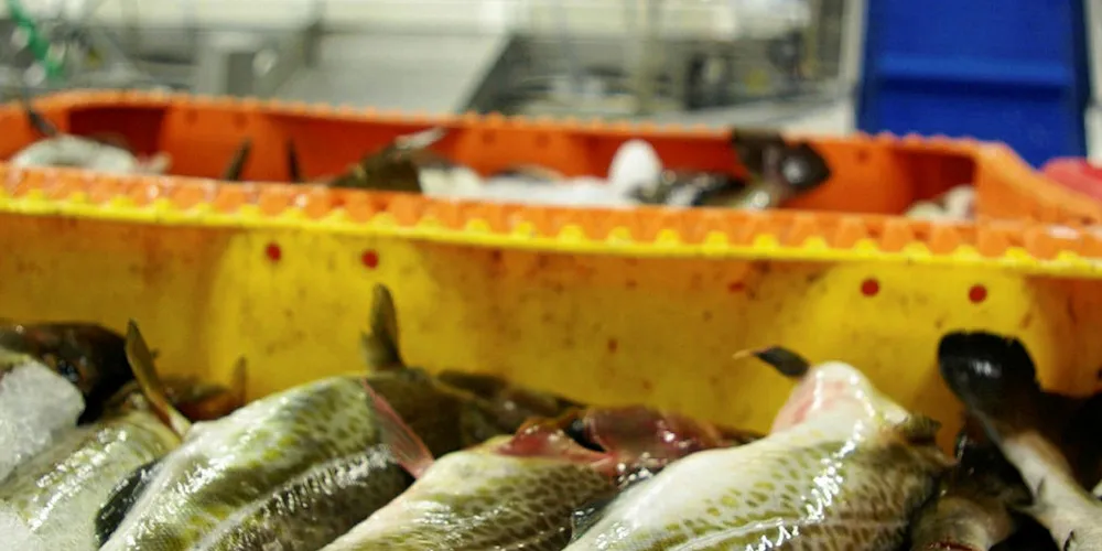 Baltic cod: Baskets likely to remain empty in 2020.