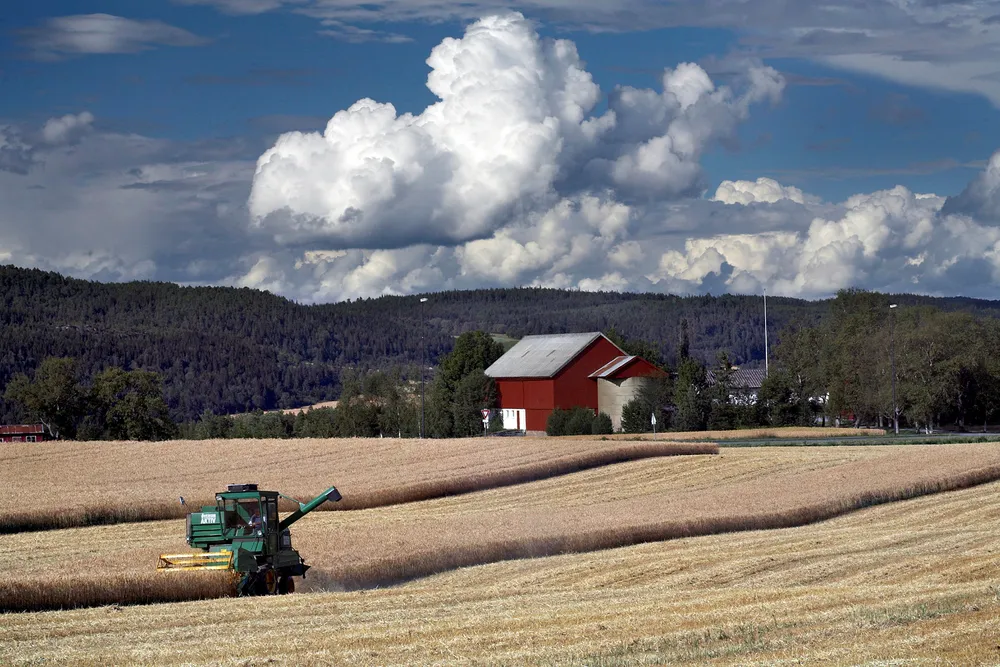 Det ligger an til å bli dårlige avlinger i år på grunn av det tørre været. Foto: Ole Morten Melgård