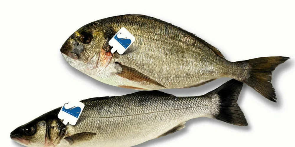 CFO at Greek bass, bream producer Selonda departs