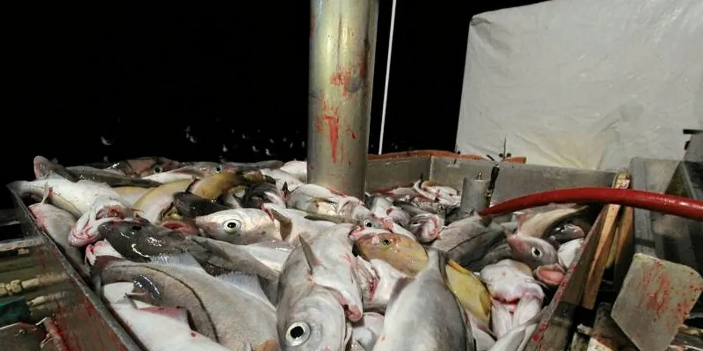 Fiskeridirektoratets overvåkningstjeneste har utført kontroller i forbindelse med hysefiske, men har ikke funnet grunnlag for å stenge felt grunnet for stor innblanding av småhyse.Ill.foto: Bjørn Tore Forberg