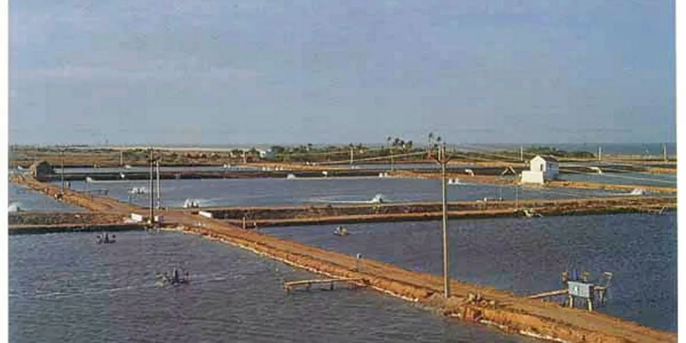 Indian shrimp farm.