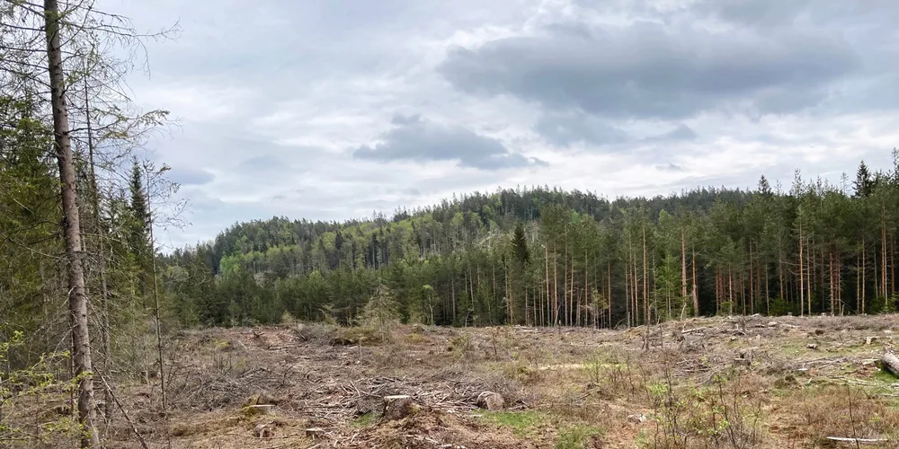 Her i Birkeland kommune vil Agder Energi bygge Norges største solpark: – Vi tror flere vil komme etter.