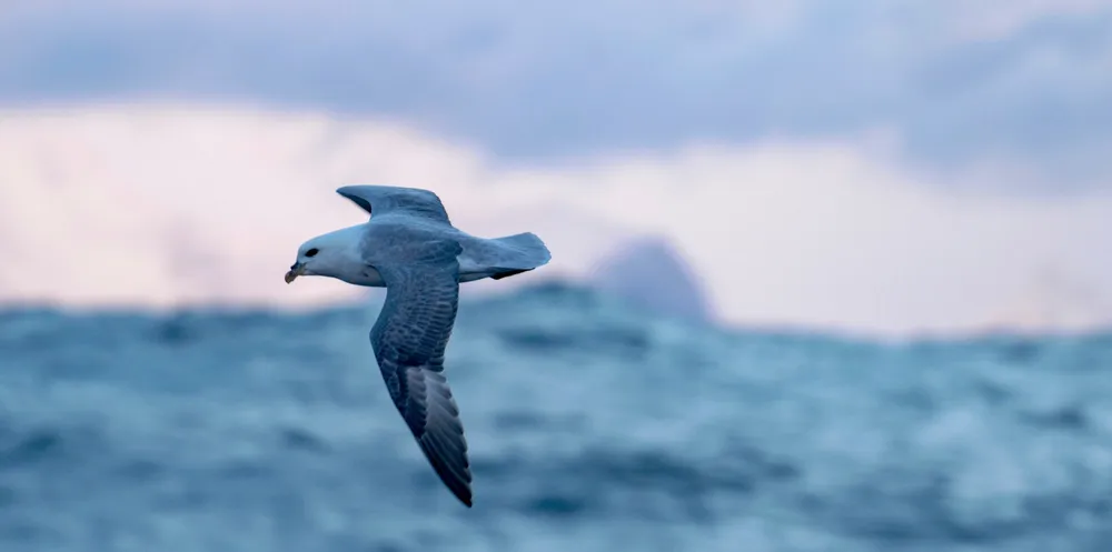 Havhesten er en stormfugl som lever pelagisk. Den finner mat i havoverflaten og tiltrekkes ofte av fiskebåter.