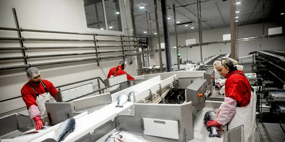 DE SMÅ TAPER: Nok en gang prioriterer regjeringen de store oppdretterne fremfor de små. Men det er ikke sikkert at alt som er stort er best, ei heller i lakseverdenen.Foto: Tomm W. Christiansen