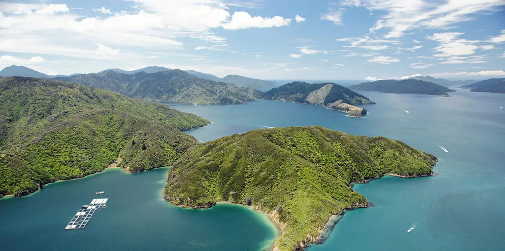 Salmon escape reported from New Zealand farm