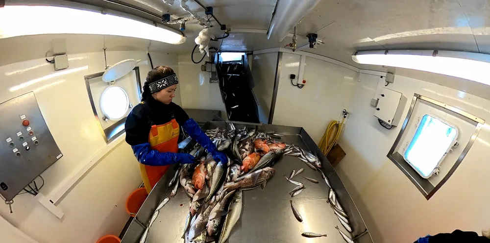 Det var lite skrei å få i trålen på innersida av Lofoten i år. Celina Eriksson Bjånes fra Havforskningsinstituttet har mest sei på bordet etter dette halet.