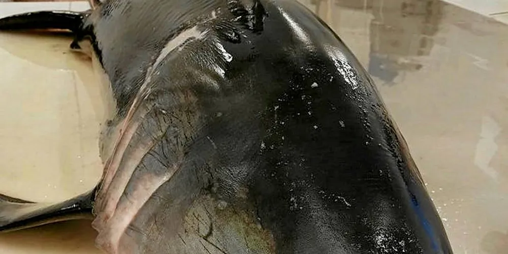 SJELDEN FANGST: Karls Fisk og Skalldyr i Tromsø har fått håbrann til salgs.
