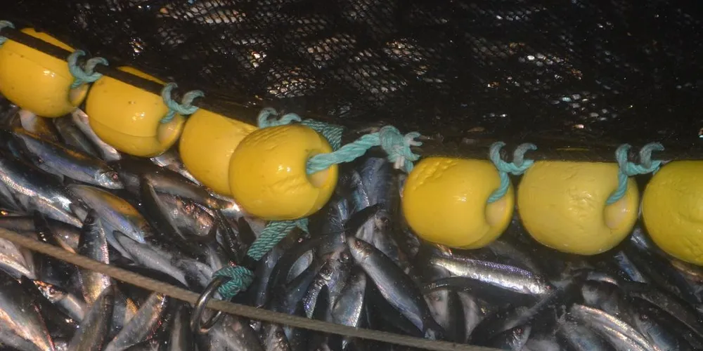 Mange har dratt nordover for å fiske etter NVG-sild, til gode priser. Illustrasjonsfoto: Einar Lindbæk
