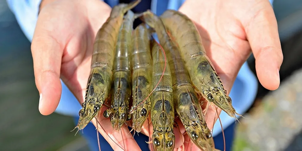 Shrimp producers fortunes appear to in the hands of the gods in 2021 amid the pandemic.